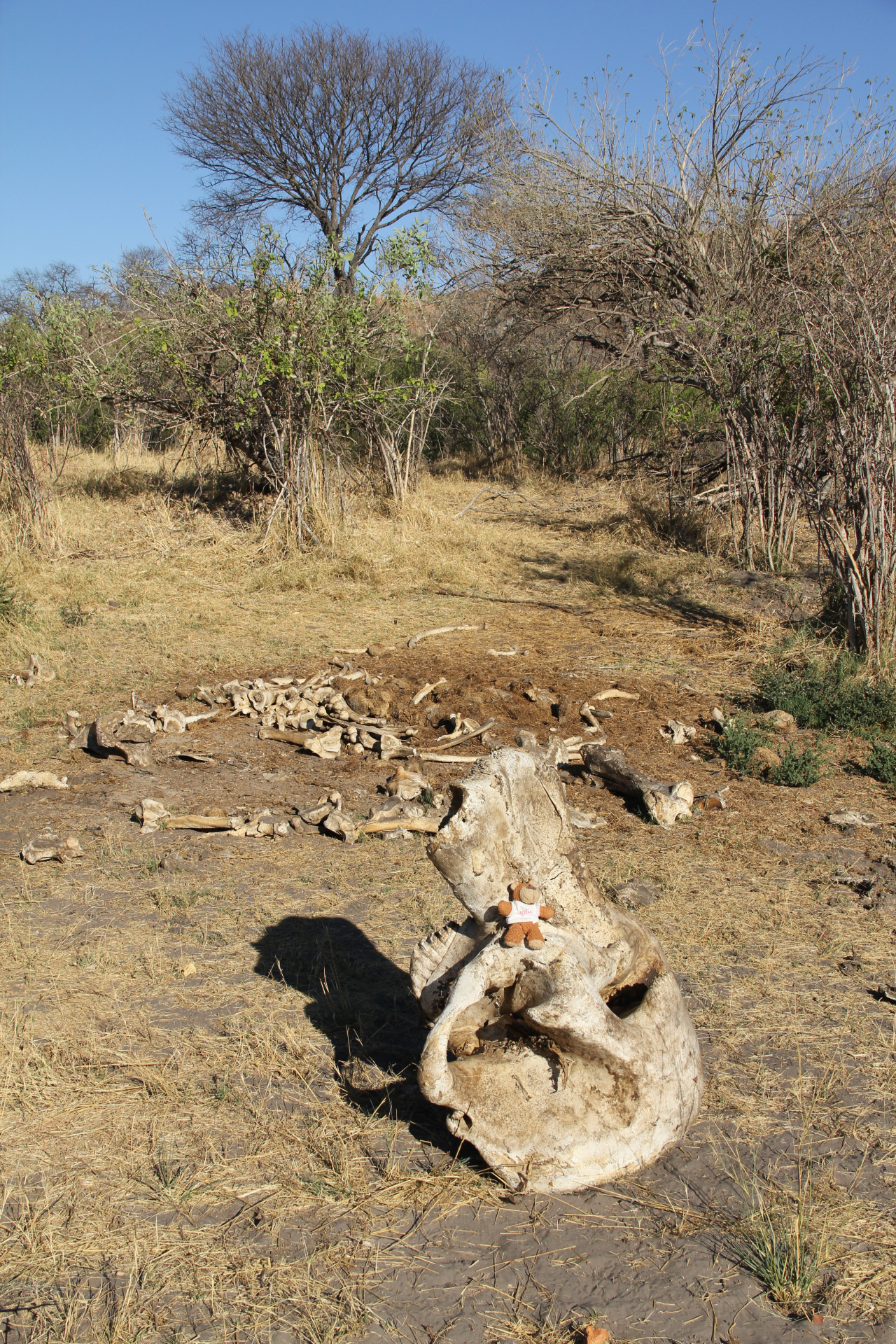 Bearaptu ate everything except these few bones in Chobe National Park , Botswana.