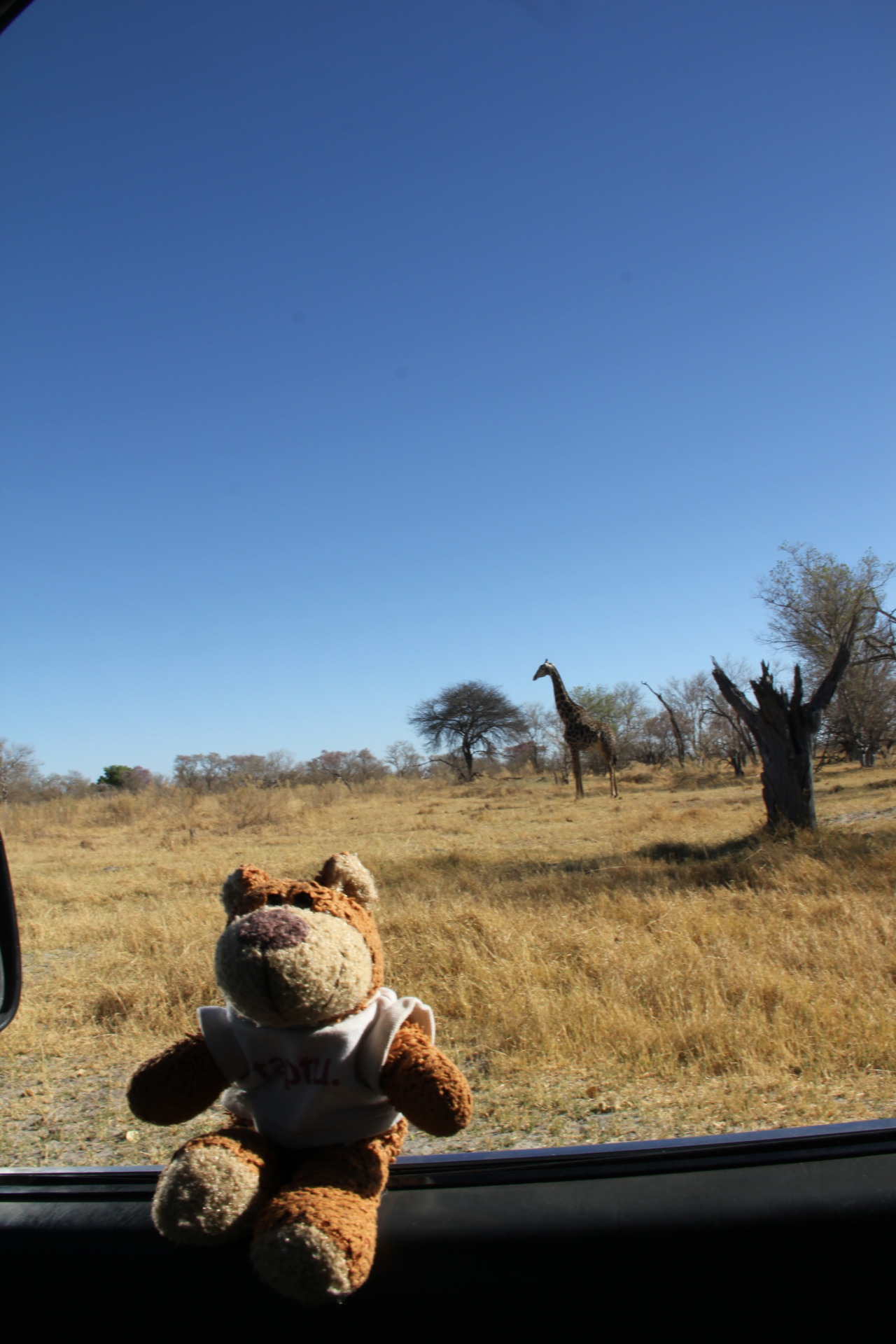 Bearaptu spots a giraffe in Moremi Game Reserve , Botswana. Well spotted, Beraptu, well spotted.
