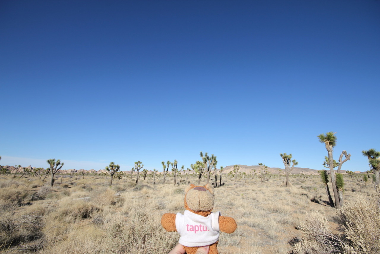 Bearaptu looks at some Joshua Trees in Joshua Tree National Park, near a town called Joshua Tree. Where do they get their ideas from?