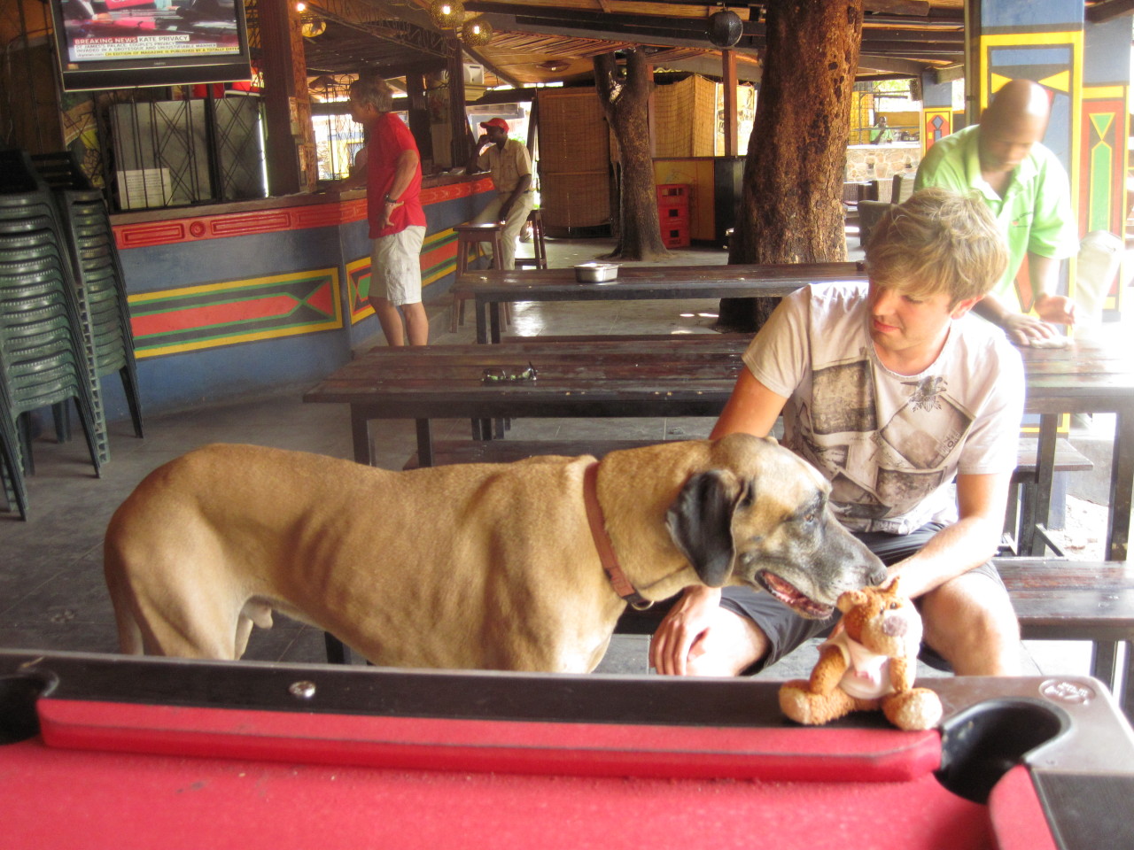 Bearaptu played pool with a large dog in Zimbabwe. Beats being eaten, I guess.