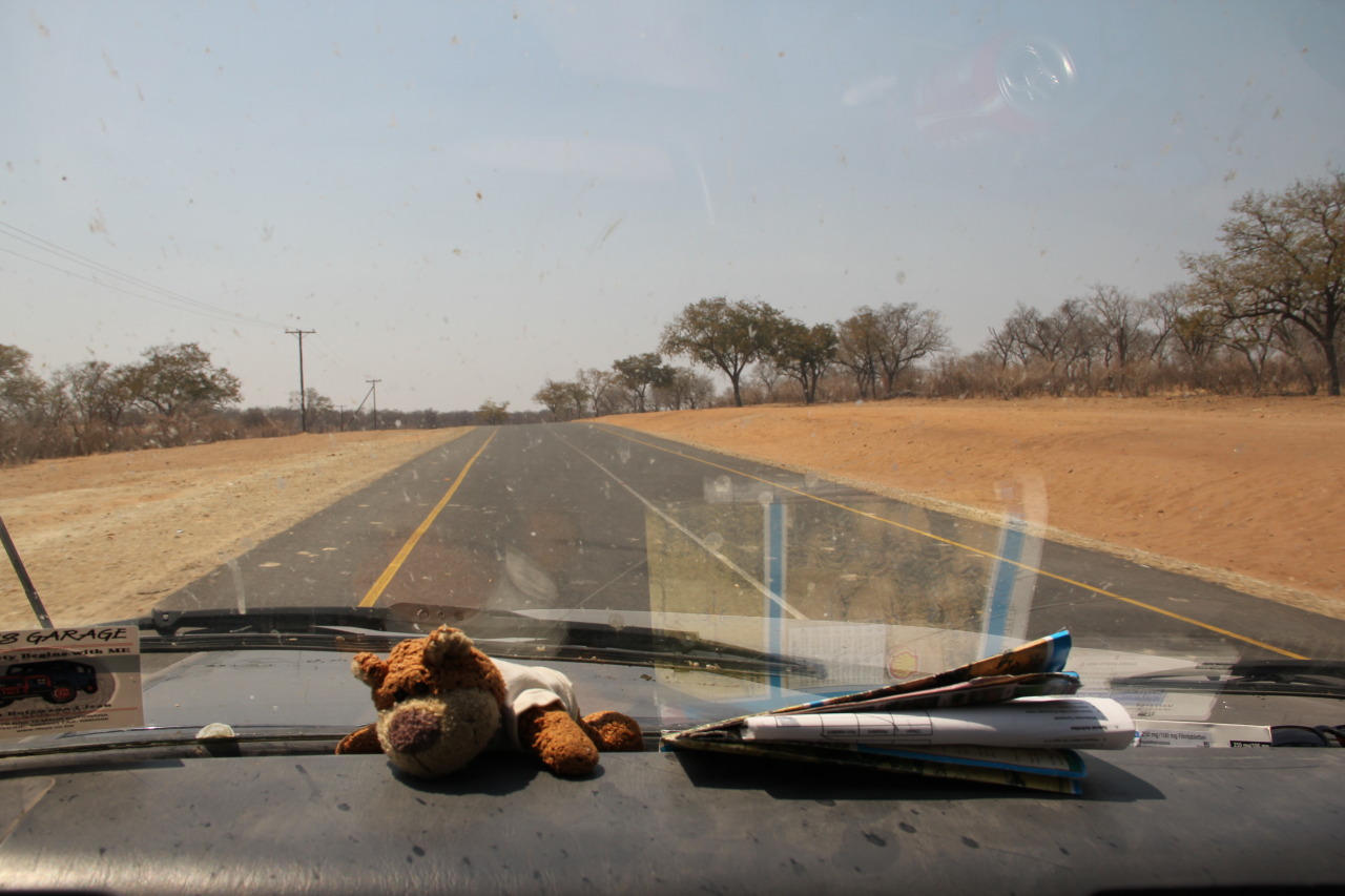 Bearaptu adopts his customary road trip position on the way to Kasane, Botswana