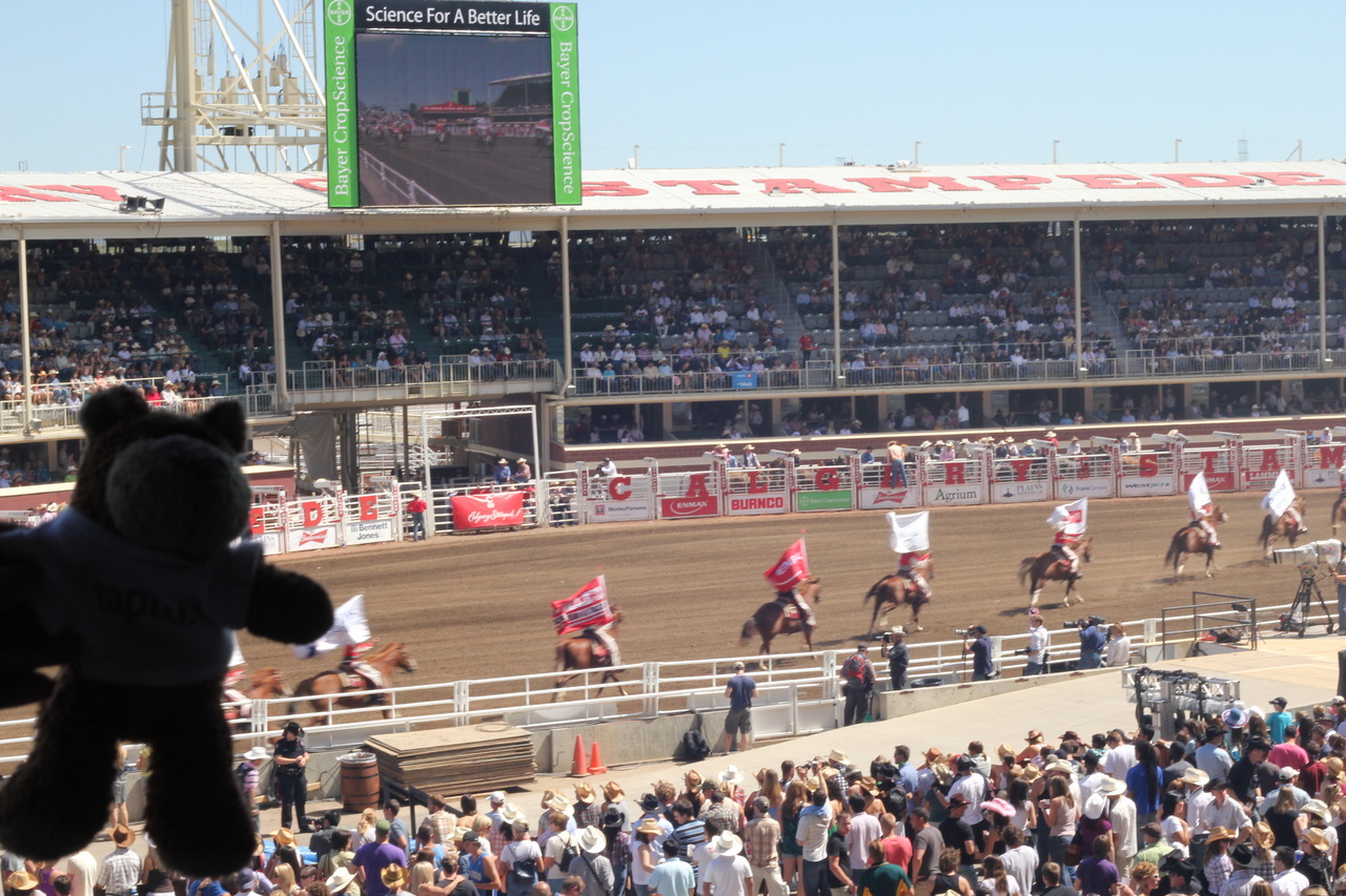 Bearaptu observes the Calgary Stampede, aware that he can’t take part because the horses are scared of him.